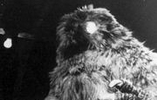 Image 2 - The Web of Fear