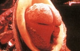 Image 5 - Terror of the Vervoids